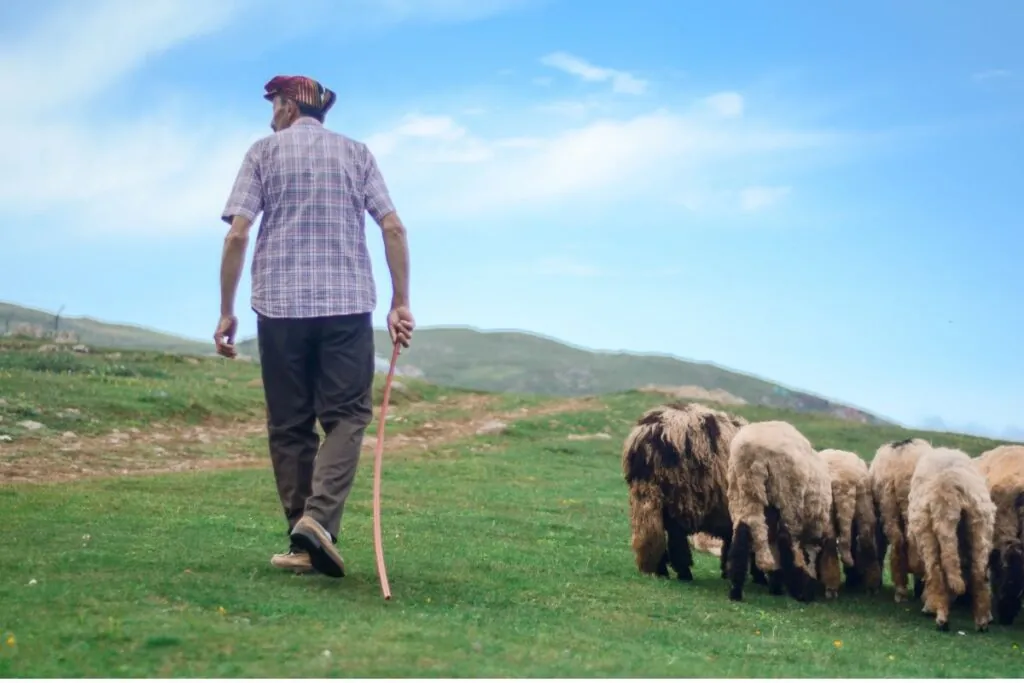 A Parábola da Ovelha Perdida Significado e 4 Lições