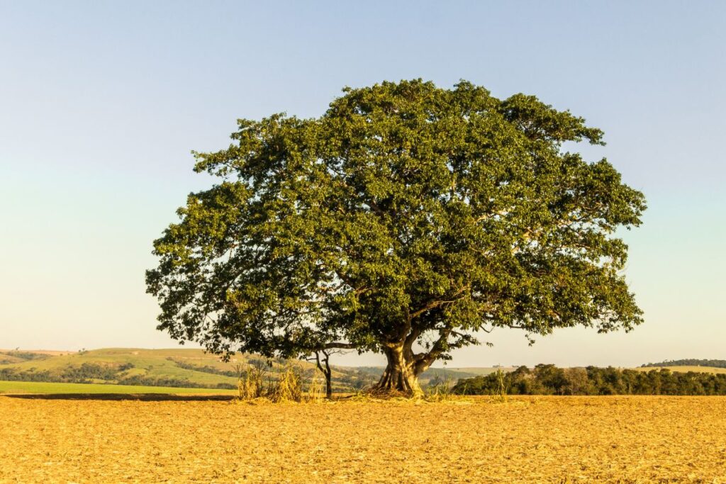 A Parábola da Figueira Estéril: Ensinamentos e Lições para uma Vida com Propósito