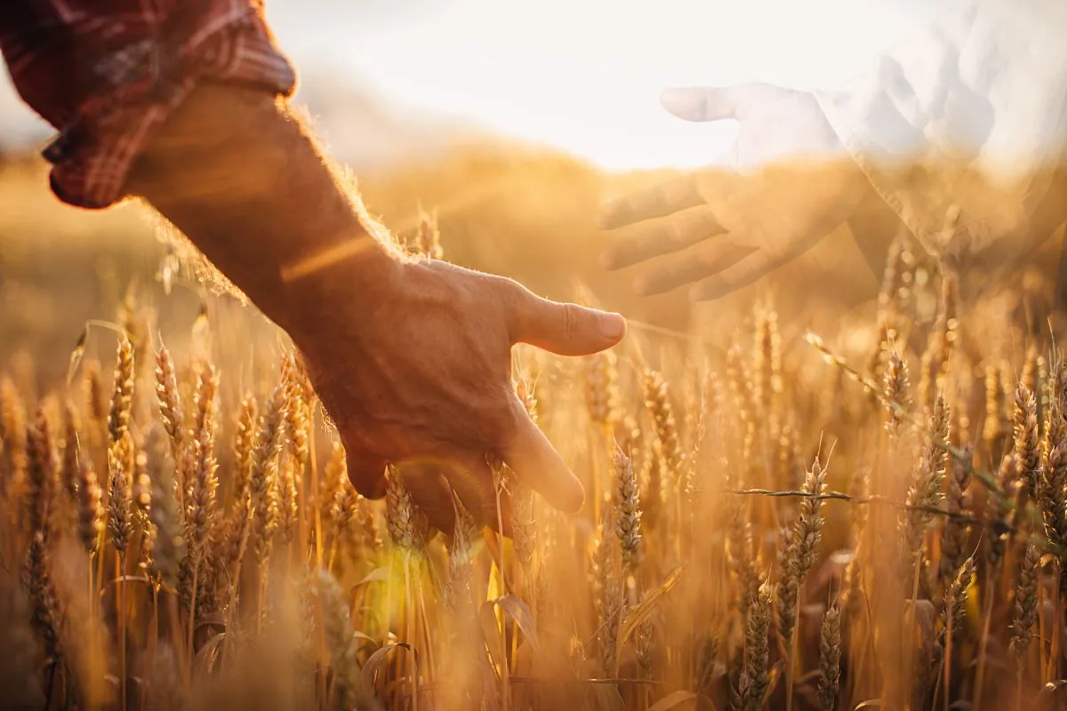 A parábola do joio e do trigo: significado e 5 lições essenciais para nossa vida espiritual