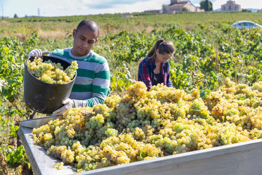 A parábola dos trabalhadores na vinha: significado, explicação e 5 lições que podemos extrair dela